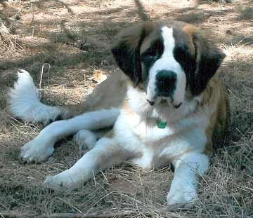 Original snapshot of the St. Bernard