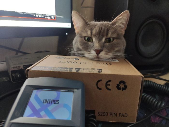 Original snapshot of the grey tabby